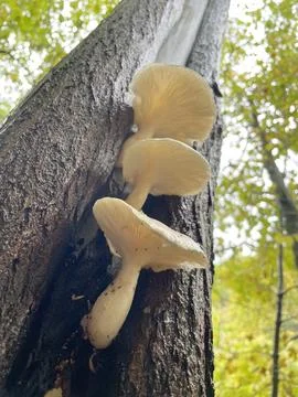 Three mushrooms on tree Stock Photos