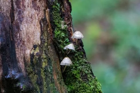 Three mushrooms on a tree trunk covered in moss. Fotos Stock
