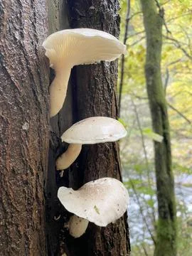 Three mushrooms on tree two Stock Photos