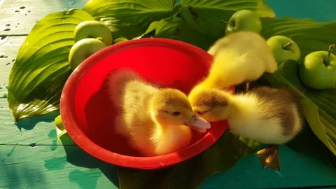 Three musk ducklings bathe in a red basin with apples Stock Footage 158235744