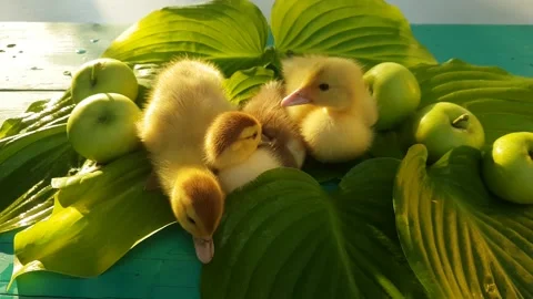 Three musk ducklings sit on the table on hosta leaves with apples Stock Footage 158235746