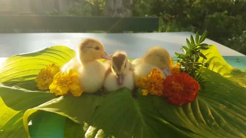 Three musky ducklings sit on the table on the leaves of the hosta flower Stock Footage 158235730