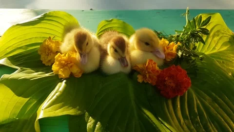 Three musky ducklings sit on the table on the leaves of the hosta flower Stock Footage 158235737