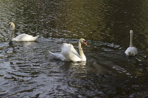 Three Mute Swans Photos