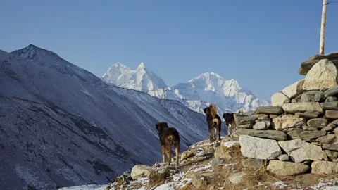 Three mutts dogs stand on rocks looking on snow white peaks at sunny mountains Stock Footage 167325440