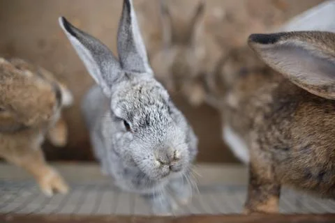 Three muzzles of fluffy gray rabbits in a cage in a zoo Stock Photos