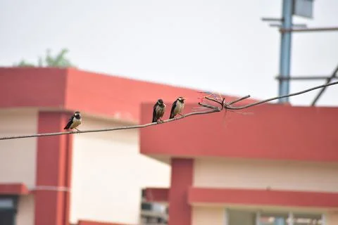 Three myna Stock Photos
