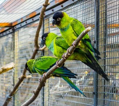 Three Nanday conures sitting together on a branch in the aviary, Popular pets 스톡 사진