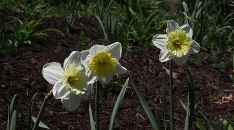 Three narcissus Stock Footage 22732646