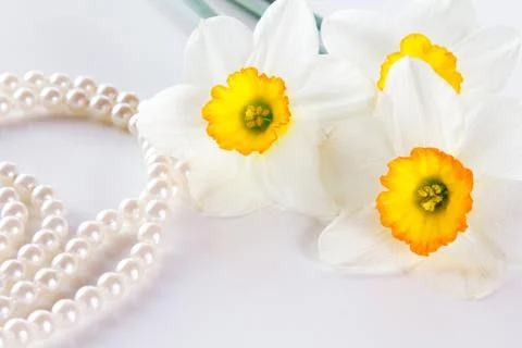 Three narcissus Stock Photos