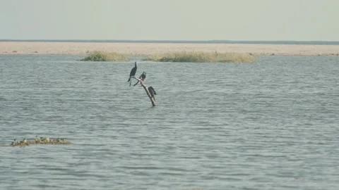 Three neotropic cormorants perching on a dead tree branch emerging Video stock 343871238