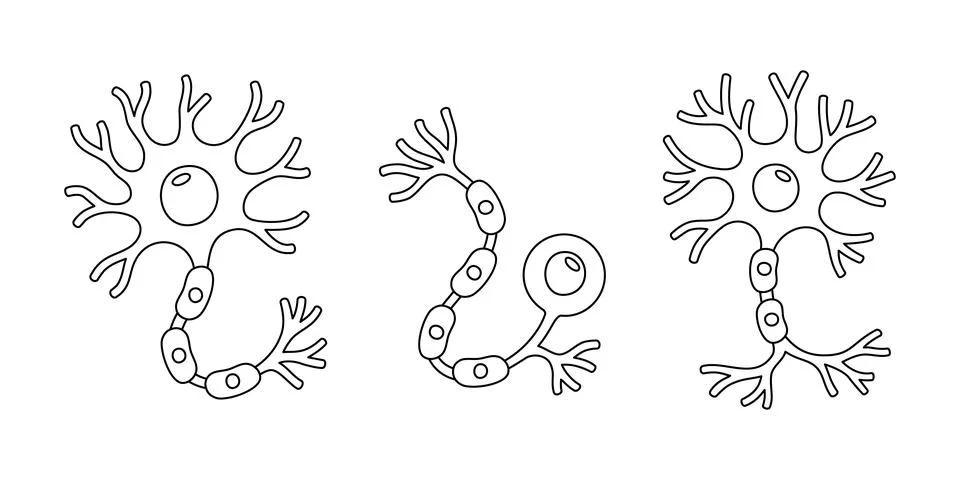 Three neuron cells with axons and dendrites. Vector black and white illustration Stock Illustration
