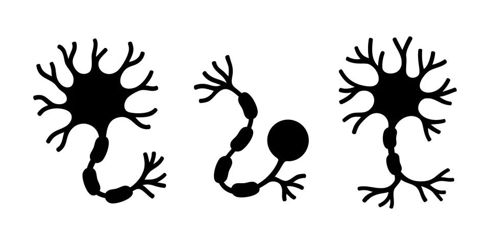 Three neuron types showing axons, dendrites, and synaptic branches for Stock Illustration