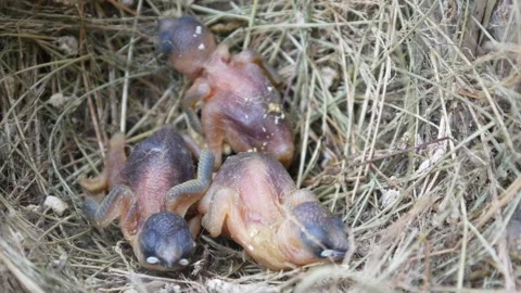 Three new born birds in their nest. baby birds Stock Footage 302592898
