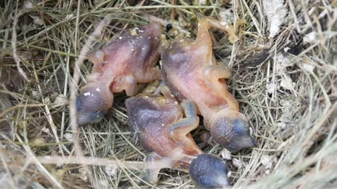 Three new born birds in their nest. baby birds Stock Footage 302592900