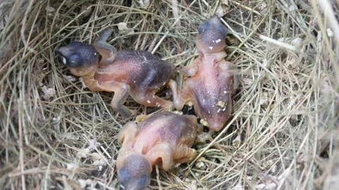 Three new born birds in their nest. baby birds Stock Footage 302592903