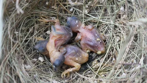 Three new born birds in their nest. baby birds Stock Footage 302592909