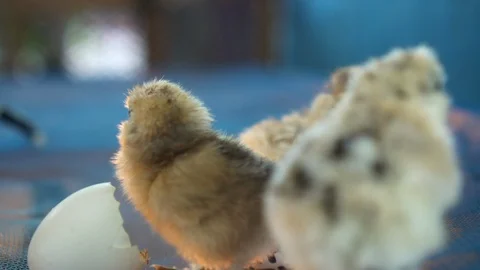 Three new born chickens with egg shell new life concept Stock-Footage 129723187