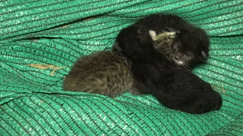 Three newborn kitten sleeping on green net plastics. 스톡 동영상 166958320