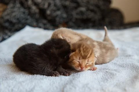 Three newborn kittens lying on soft white cloth, scowling, resting, pets, close Stock Photos