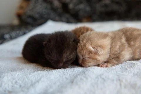 Three newborn kittens lying on soft white cloth, scowling, resting, pets, close Stock Photos