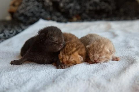 Three newborn kittens lying on soft white cloth, scowling, resting, pets, close Stock Photos