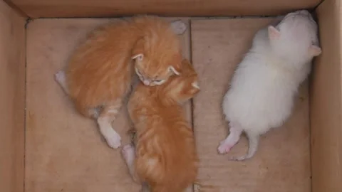 Three newborn kittens playing in their bed. Video stock 277210842