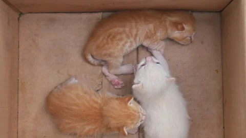 Three newborn kittens playing in their bed. Two red cats and 1 white cat. Stockbeeldmateriaal 277210891