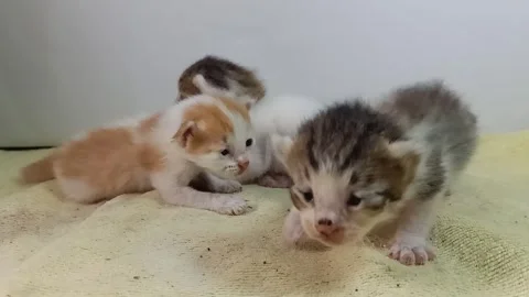 Three Newborn Kittens Together One Crawling Forward Exiting Frame Stock Footage 328985040