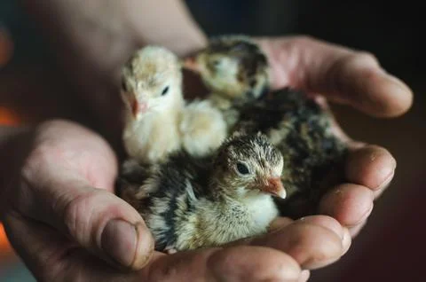 Three newborn turkey in the caring hands of a farmer, soft focus Stock Photos