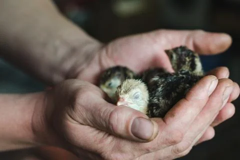 Three newborn turkey sleeping in the caring hands of a farmer, soft focus Foto stock