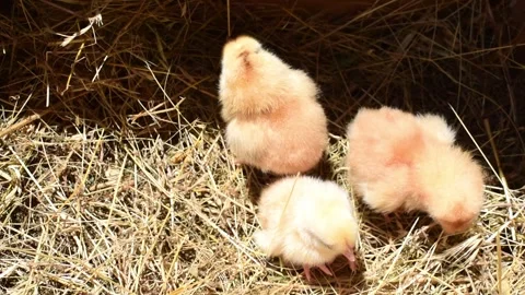 Three newborn yellow chicks in a box. Top view horizontal 4k footage, farming Stock Footage 243824308