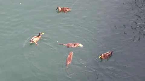 Three nutria or coypu arguing about food Stock Footage 164332661
