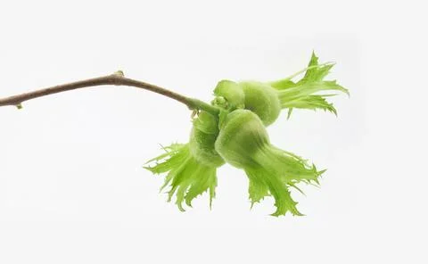 Three nuts of hazelnuts Stock Photos