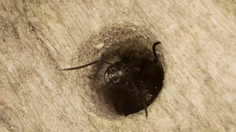 Three oak carpenter ant looks out of a hollow tree. Super macro 2:1, 4K / 60fps Stock Footage 109425295