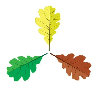 Three oak leaves Stock Illustration