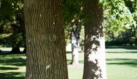 Three oak trees Stock Photos