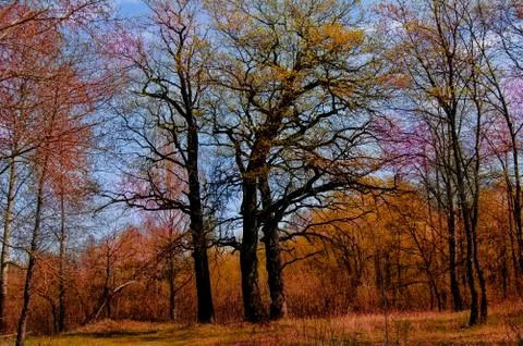 Three oaks Stock Photos