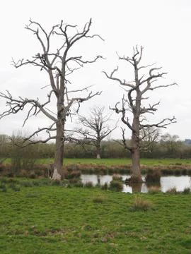 Three old and gnarled trees Stock Photos