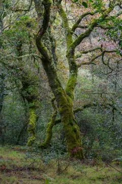 Three old trees completely covered with green moss Stock Photos