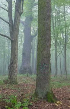 Three old trees in misty summer morning, Bialowieza Forest, Poland, Europe Stock Photos