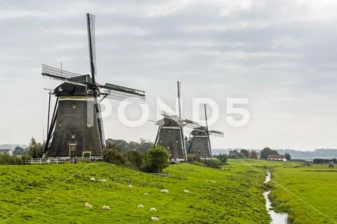 Three old wooden windmills in a row along a grassy field with sheep and small di Stock Photos