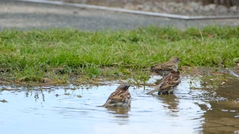 Three old world sparrows bathing on a pond Stock Footage 130947118