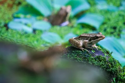 Three Olive Frogs in a Pond. Stock Photos