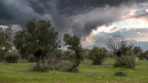 Three Olive Trees in a row and some others around under a dramatic sky.. Gree Stock Photos