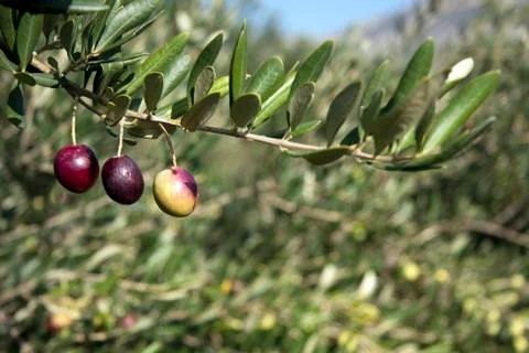 Three olives Stock Photos