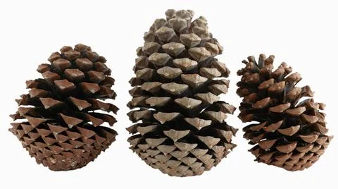 Three open pinus pinaster pine cones. Stock Photos