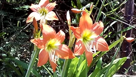 Three orange amaryllis flower on the yard Stock-Footage 120591464