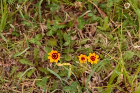 Three orange flowers Foto stock