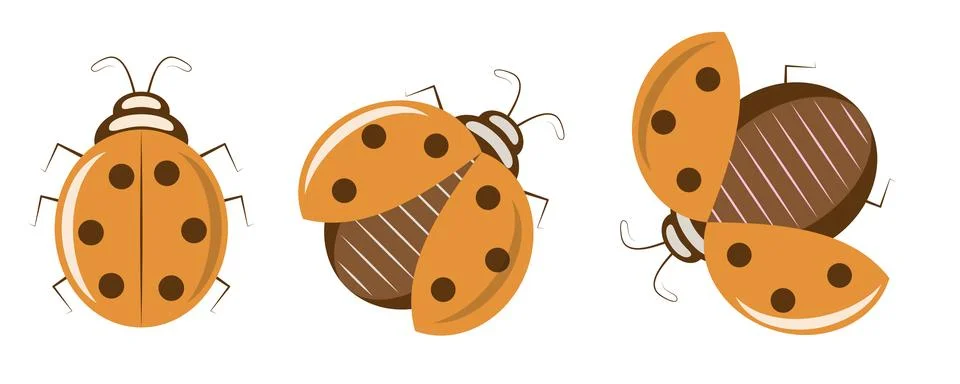 Three orange ladybugs set with closed and open wings vector illustration Stock Illustration
